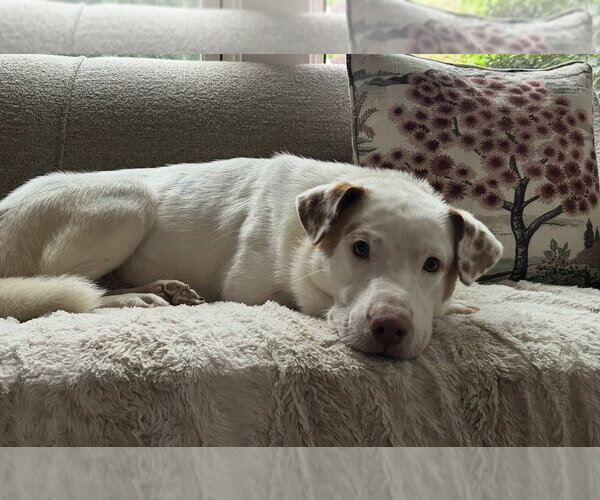 Medium Photo #3 Labrador Retriever-Unknown Mix Puppy For Sale in Plainfield, IL, USA