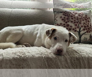 Mikey - Male Labrador Retriever-Unknown Mix Dog for Adoption - Photo #3