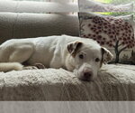 Small Photo #3 Labrador Retriever-Unknown Mix Puppy For Sale in Plainfield, IL, USA