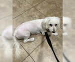 Small #2 Maltipoo (Miniature)