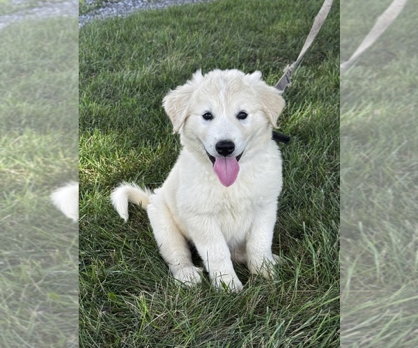 Medium Photo #1 Great Pyrenees Puppy For Sale in CANOGA, NY, USA