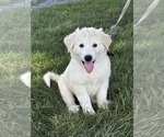 Small Great Pyrenees
