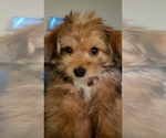 Small Photo #4 Shorkie Tzu Puppy For Sale in LAKE ZURICH, IL, USA