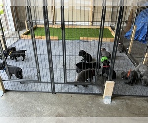 Cane Corso Litter for sale in INDIANAPOLIS, IN, USA