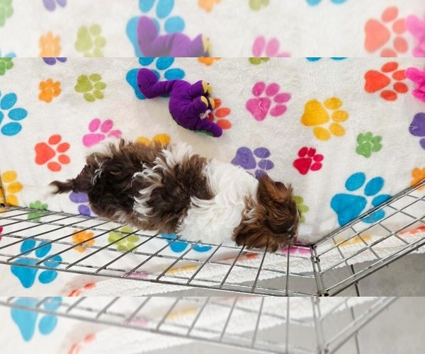 Medium Photo #10 Havashire Puppy For Sale in ORO VALLEY, AZ, USA