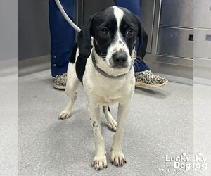Beagle-Unknown Mix Dogs for adoption in Washington, DC, USA