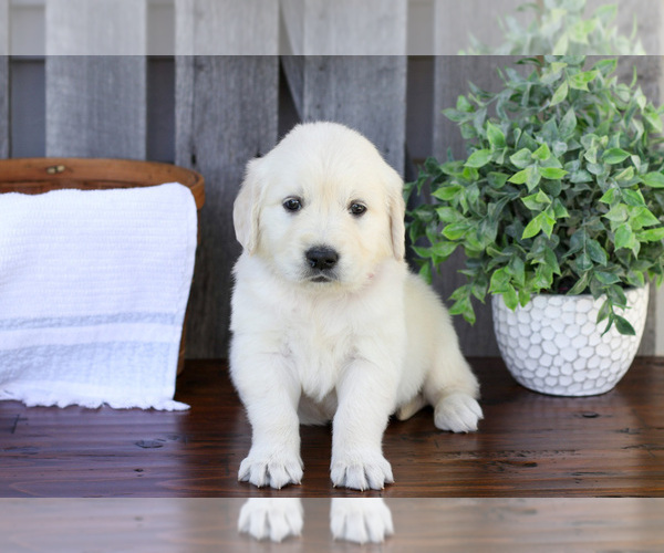 Medium Photo #1 English Cream Golden Retriever Puppy For Sale in NAPPANEE, IN, USA
