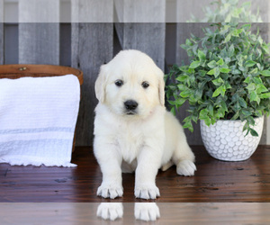 Medium English Cream Golden Retriever