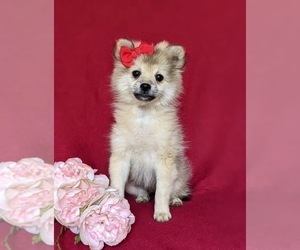 Pomeranian Puppy for sale in CHRISTIANA, PA, USA