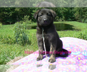 German Shepherd Dog Puppy for sale in PIEDMONT, MO, USA