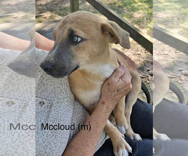 Medium Photo #2 Black Mouth Cur-Labrador Retriever Mix Puppy For Sale in Farmerville, LA, USA
