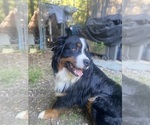 Small #1 Bernese Mountain Dog