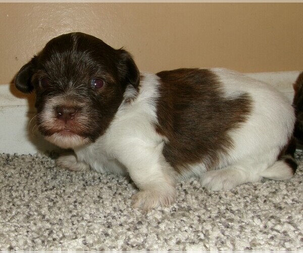 Medium Photo #1 Havanese Puppy For Sale in WEST CONCORD, MN, USA