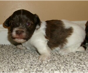 Havanese Puppy for sale in WEST CONCORD, MN, USA