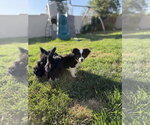 Small #5 Australian Shepherd Mix