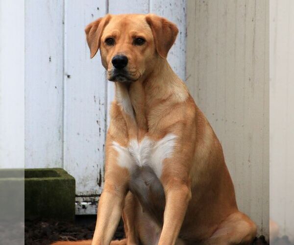Medium Photo #4 Labrador Retriever-Unknown Mix Puppy For Sale in Sequim, WA, USA