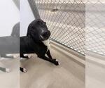 Small #1 Labrador Retriever Mix