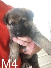 German Shepherd Dog Puppy for sale in PORTSMOUTH, OH, USA