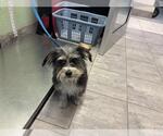 Small Mutt