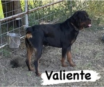 Small Photo #1 Rottweiler Puppy For Sale in ELDERWOOD, CA, USA
