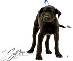 Small #8 Labrador Retriever Mix