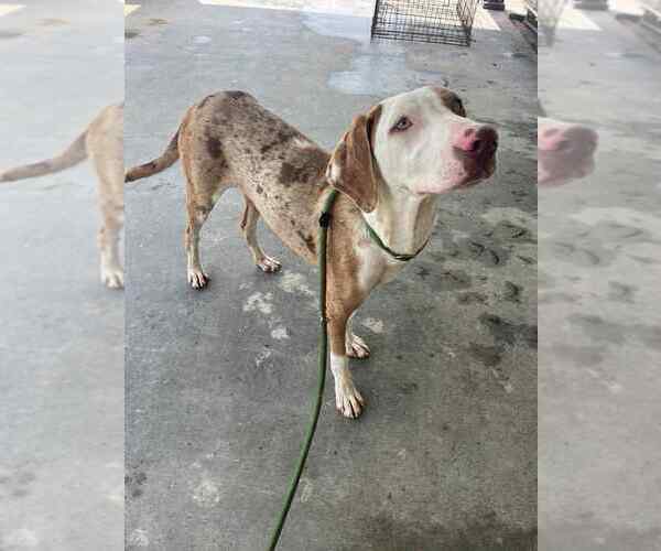 Medium Photo #3 Catahoula Leopard Dog-Unknown Mix Puppy For Sale in Abbeville, LA, USA