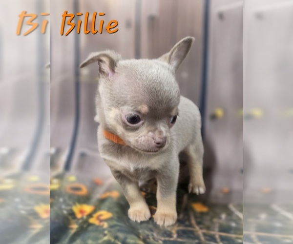 Medium Photo #9 Chihuahua Puppy For Sale in HOMERVILLE, GA, USA