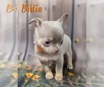 Small #8 Chihuahua