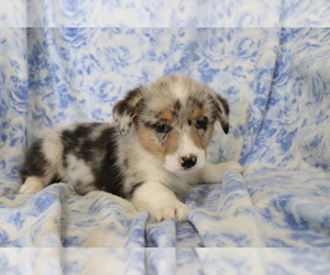 Pembroke Welsh Corgi Puppy for sale in SHILOH, OH, USA