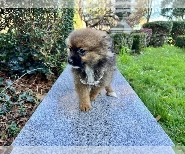 Medium Photo #59 Pomeranian Puppy For Sale in HAYWARD, CA, USA