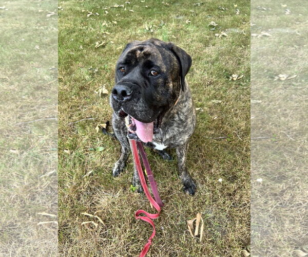 Medium Photo #2 Mastiff Puppy For Sale in McMinnville, OR, USA