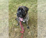 Small #1 Mastiff