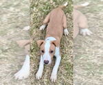 Small Photo #6 American Pit Bull Terrier-Unknown Mix Puppy For Sale in Great Bend, KS, USA