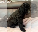 Small Photo #9 Goldendoodle Puppy For Sale in MAGNOLIA, TX, USA