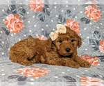 Small Photo #3 Goldendoodle-Poodle (Toy) Mix Puppy For Sale in AIRVILLE, PA, USA