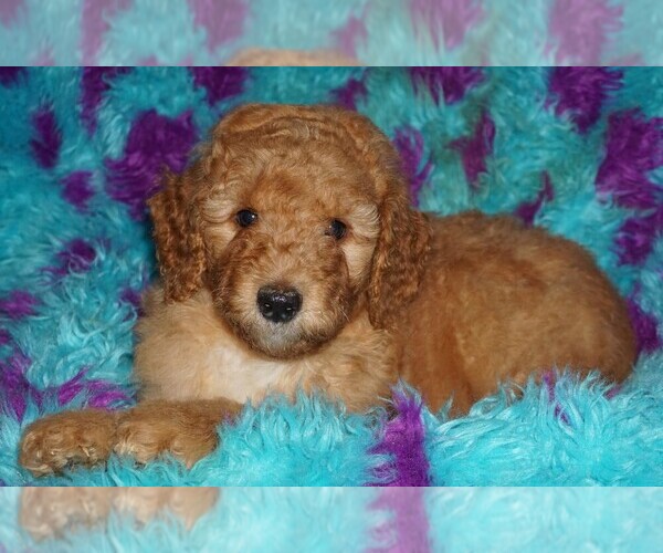 Medium Photo #4 Labradoodle Puppy For Sale in LA HABRA, CA, USA