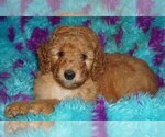 Small #3 Labradoodle