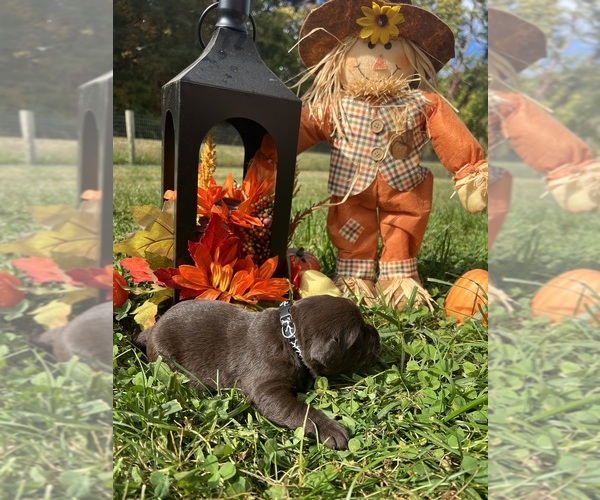 Medium Photo #12 Labrador Retriever Puppy For Sale in NEOLA, WV, USA