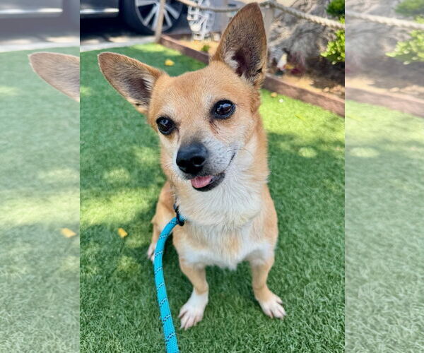 Medium Photo #1 Chihuahua-Unknown Mix Puppy For Sale in Newport Beach, CA, USA