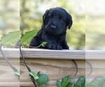 Small Photo #5 Labradoodle Puppy For Sale in ROBERTA, GA, USA