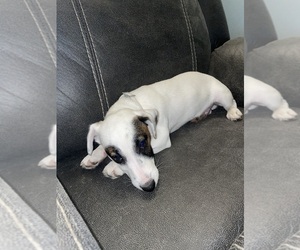 Jack Russell Terrier Puppy for sale in KANSAS CITY, MO, USA