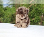 Small #2 ShihPoo