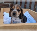 Small #9 Beagle