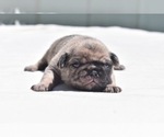 Small #1 Pug