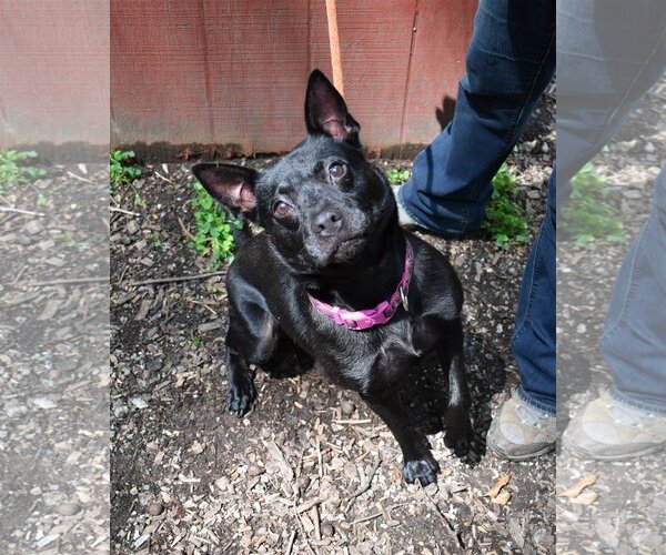 Medium Photo #11 Mutt Puppy For Sale in Rockaway, NJ, USA