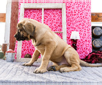 Small #3 Mastiff
