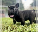 Small Photo #9 French Bulldog Puppy For Sale in HIALEAH, FL, USA