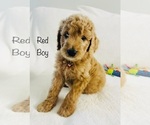 Small Photo #4 Goldendoodle Puppy For Sale in PHOENIX, AZ, USA