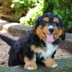 Bernedoodle-Poodle (Miniature) Mix Puppy for sale in GAP, PA, USA