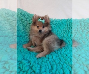 Pomeranian Puppy for sale in LAUREL, MS, USA
